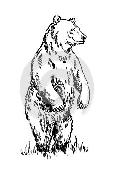 Black and white engrave isolated vector bear