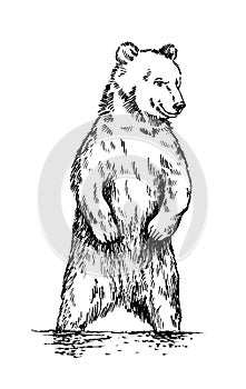 Black and white engrave isolated vector bear