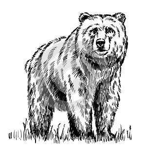 Black and white engrave isolated vector bear