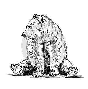 Black and white engrave isolated vector bear photo