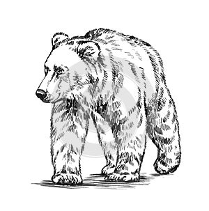 Black and white engrave isolated vector bear