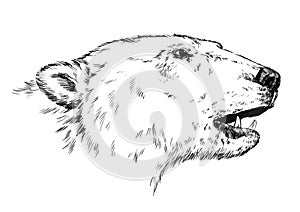 Black and white engrave isolated vector bear