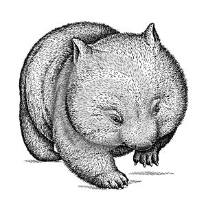 Black and white engrave isolated wombat illustration