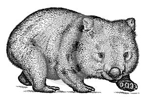 Black and white engrave isolated wombat illustration