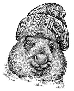 Black and white engrave isolated wombat illustration