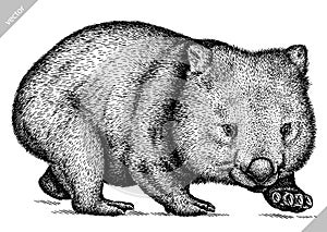 Black and white engrave isolated wombat vector illustration