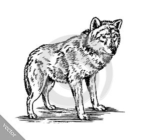 Black and white engrave wolf