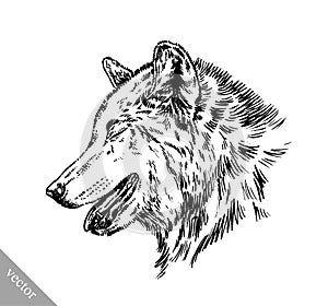 Black and white engrave wolf