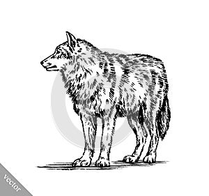 Black and white engrave wolf