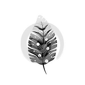 Black and white exotic feather on white
