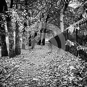 Black in white fall path