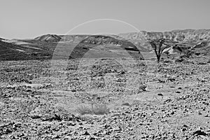 Black and white fantasies of the desert