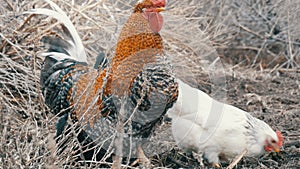 Black and white farm chickens and beautiful big redhead black cock graze in the dry grass in late autumn or early spring