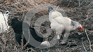 Black and white farm chickens graze in the dry grass in late autumn or early spring.