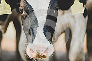 Black and white farm cow