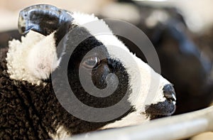 Black and white farm sheep