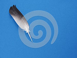 Black and white feather of a bird lies on a blue paper