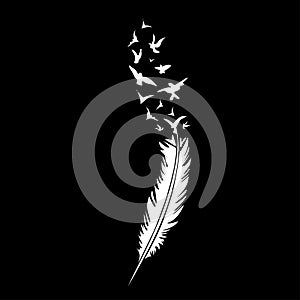 Black-and-white feather on black backround