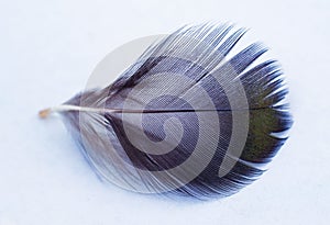 black and white feather. black feather on white background