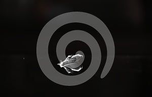 black and white feather's softness