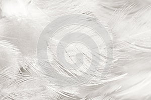 Black and white feather texture background