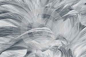 Black and white feather texture background