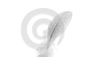 Black and white feather with water drops
