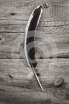 Black and white feather on wooden table background