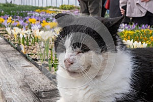 A black and white Felidae stands near flowers in a flower bed