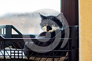 A black and white Felidae with whiskers in a plastic crate by the window