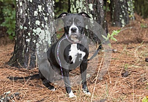 Black and white female Boxer Pitbull dog with old scars sitting outside on leash