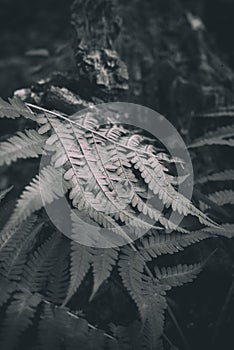 Black and white fern in the forest