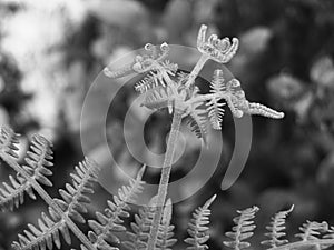 Black and white fern frond in close up uncoiling