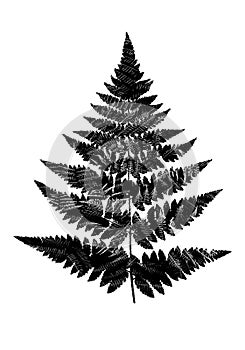 Black and white fern leaves in the silhouette of a fern leaf. Do