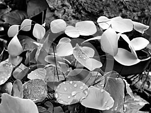 Black and White of Ferns Background.
