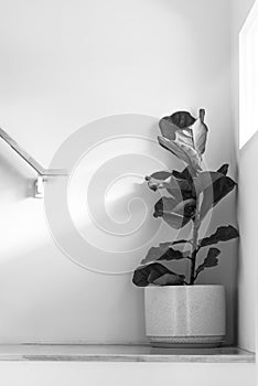 Black and white of Fiddle leaf fig, Ficus lyrata, plant in circle white pot and place at the Corner of stair or ladder for