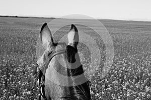 Black and white field