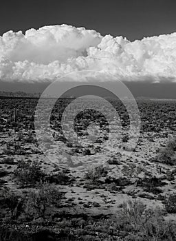 Film Image Sonora Desert Arizona Monochrome photo