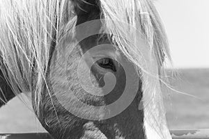 Black and white filtered image of beautiful eye of Holland Draft Horse close-up