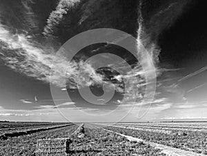 Black and white fine art picture of cut and partially baled alfalfa field under cirrus clouds in the Central Valley of California