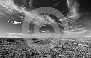 Black and white fine art picture of cut and partially baled alfalfa field under cirrus clouds in the Central Valley of California