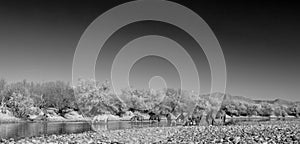 Black and white fine art picture of small herd of wild horses feeding in the Salt River near Mesa Arizona USA