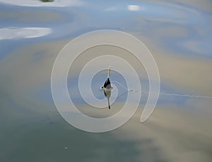 A black and white float on the surface of the lake on a sunny summer day. Fishing tackle made of plastic in the