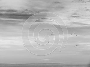 Black and white flock of birds migrating south