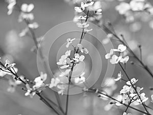 black and white floral background