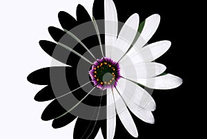 Černobílý květina 