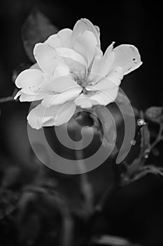 Black and White Flower