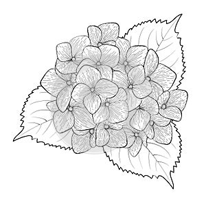 Black and white flower hydrangea isolated