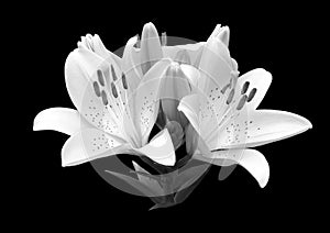 Black and white flower lily.