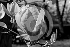 Black and white flower Liriodendron Tulipifera Tulip Tree, American Tulip Tree, Tuliptree, Tulip Poplar, Whitewood, Fiddle-tree